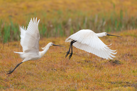 Ready for take-off.