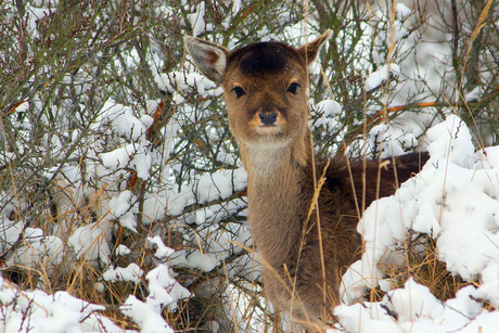 Amsterdamse Waterleidingduinen