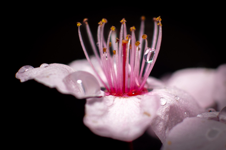 close-up van een kersenbloesem,