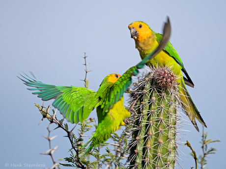 Prikichi's aan de maaltijd