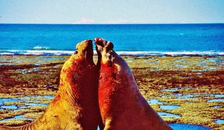 Argentinië Valdez Fighting Bull's Elephant-seals.jpg