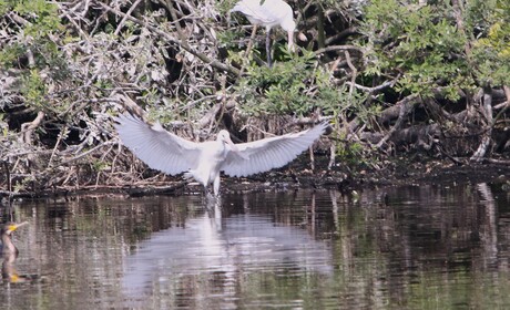 Lepelaar open vleugelss