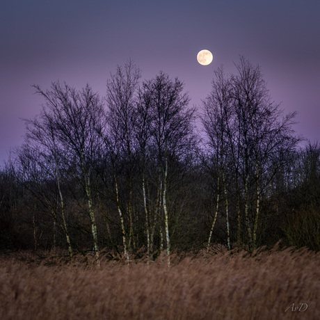 Volle maan boven het Berkenbos