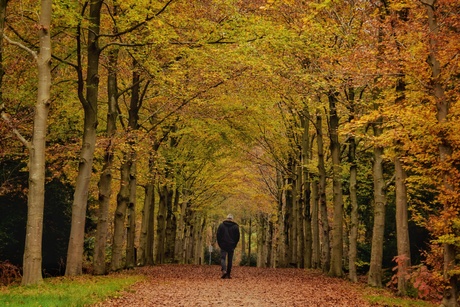 Herfst in het bos