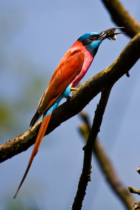 Northern Carmine Bee-eater Catch of the Day, Blijdorp 2011