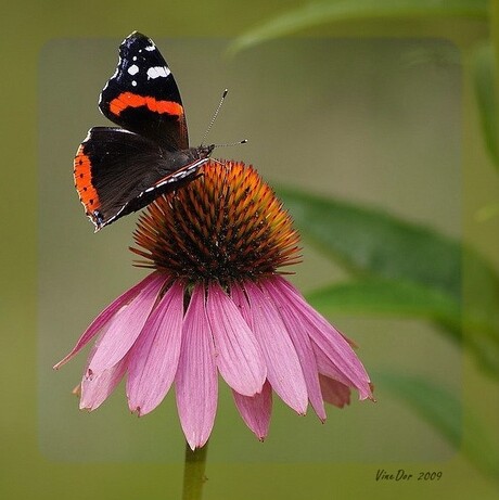 Atalanta op Echinacea 2