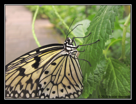 Idea Leuconoe