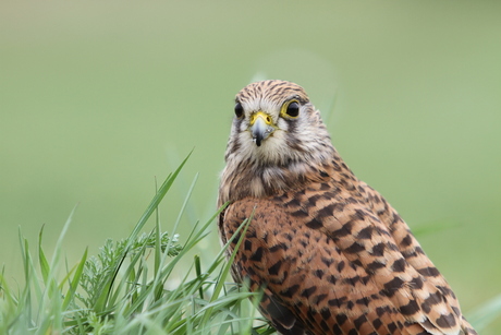 Torenvalk in het gras