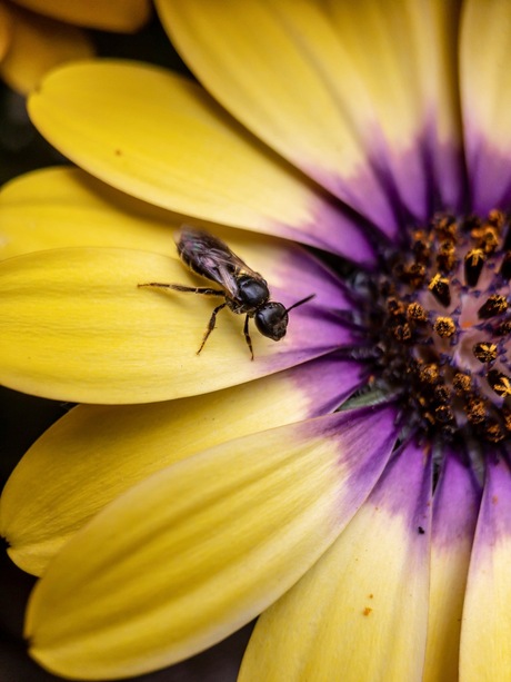 Een kleine bij op een margrietje