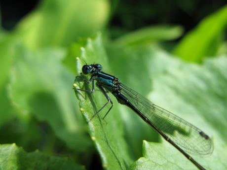 Blauwe libelle