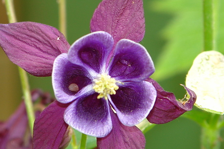 in een bloem