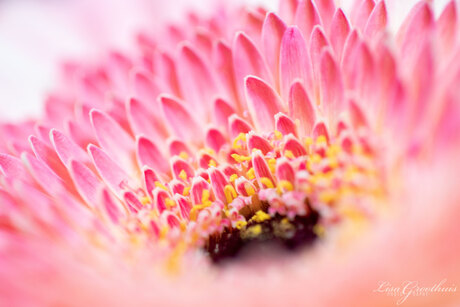 Gerbera