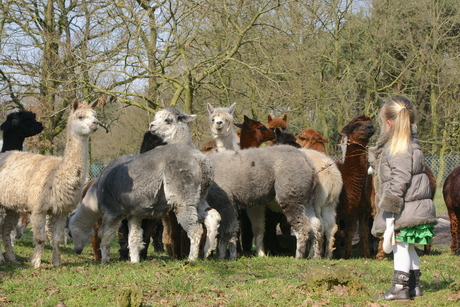 Lachen met de Lama's