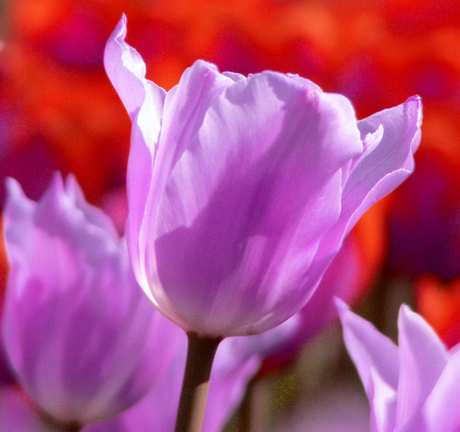 Kleuren Keukenhof