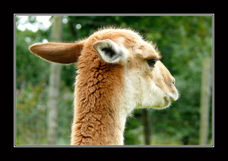 Alpaca