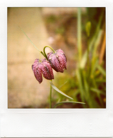 Lente in mijn tuin -4-