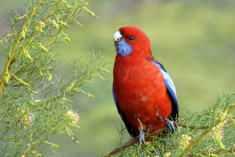 Crimson Rosella