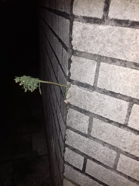 Plant grows out cornerwall