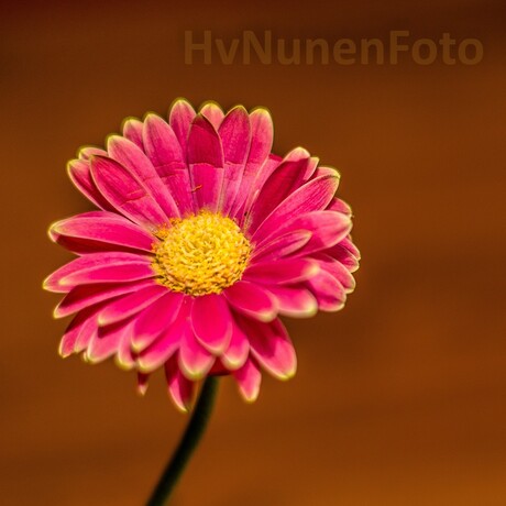 161019 Achtertuin Gerbera-3938