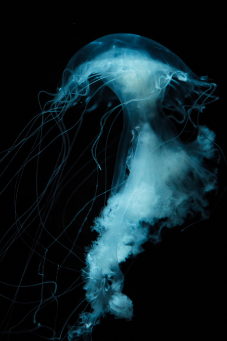 The elegance of a jellyfish