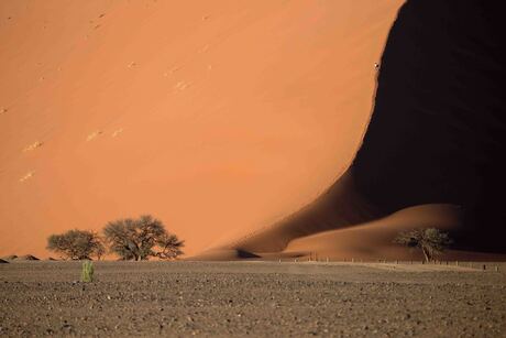 Namibië, Sossusvlei NP, Dune 45