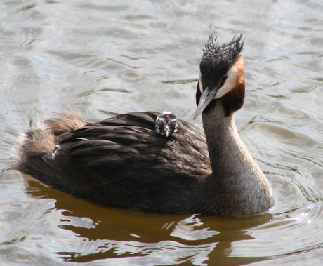 Familie Fuut