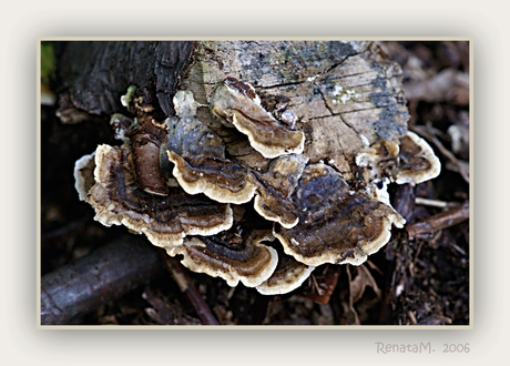 Vandaag in't bos