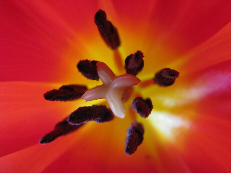 binnenkant tulp