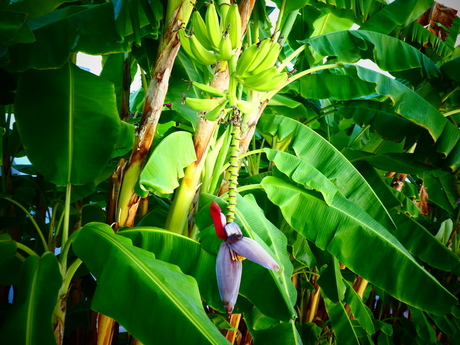 bananenplant