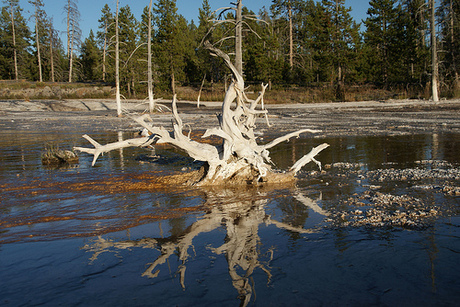 Yellowstone