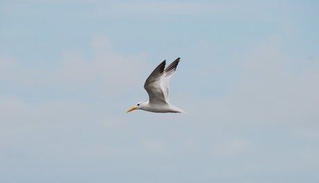 Royal Tern