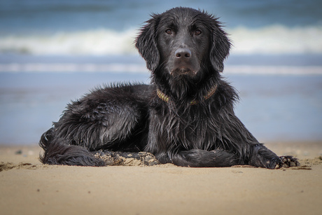 Zon zee strand en een (zee)hond