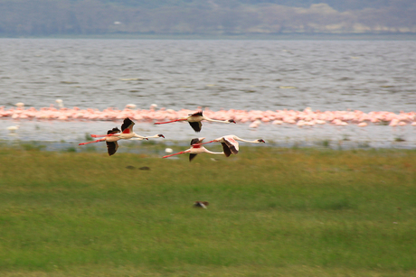 Flamingo airlines.jpg