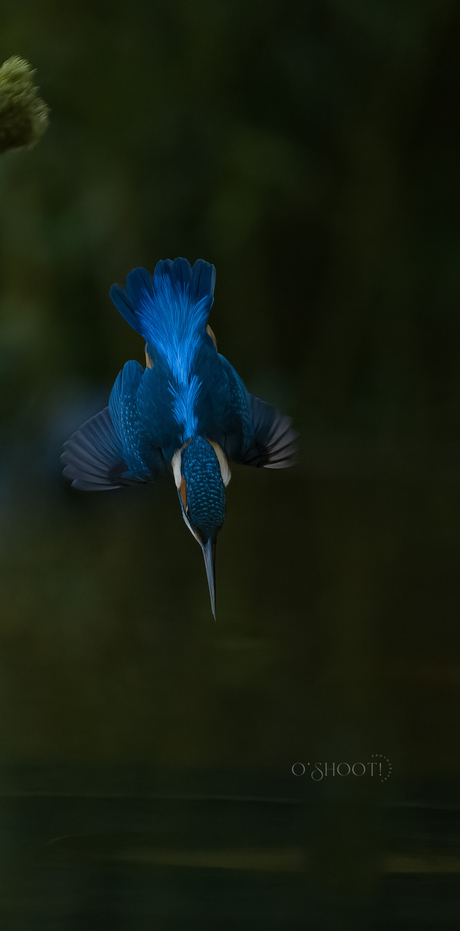 Duikende ijsvogel 