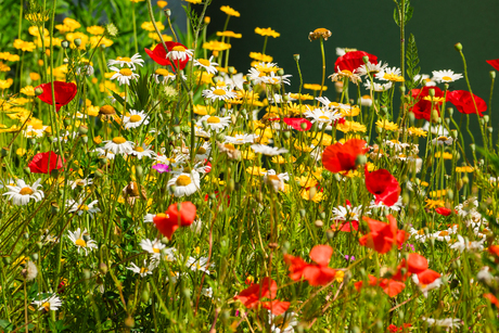 Een veldboeketje in de tuin