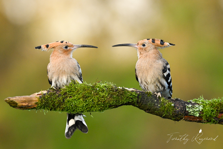 ``Het perfecte plaatje``