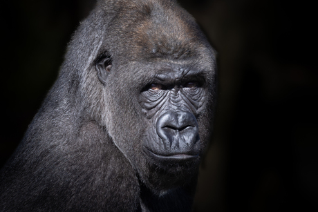 Portret Gorilla Ayba Diergaarde Blijdorp