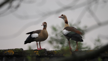 Op het dak