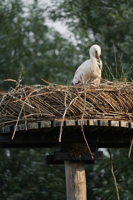 Dierenfoto's - sigma_e_mount test