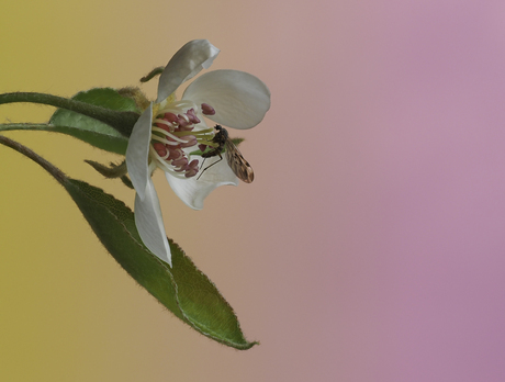 Bezoeker in de perenbloesem. 