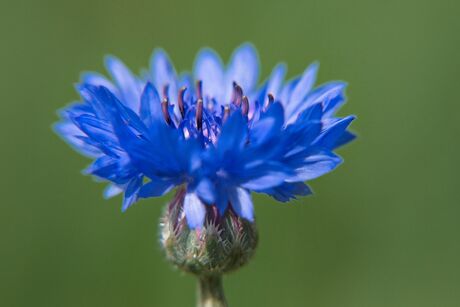 Blauw....
