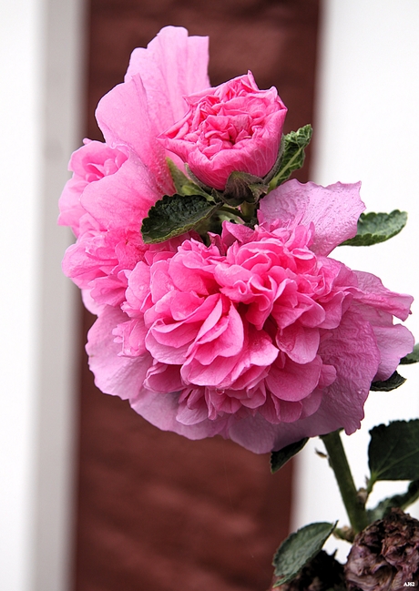  De bloemknop van de stokroos in beeld 