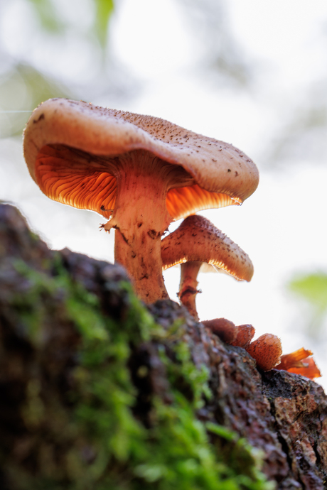 In het rijk van de stilte