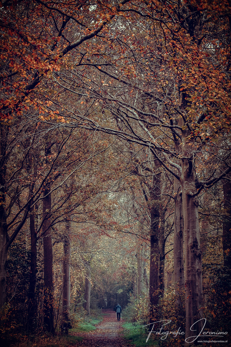 Nordic walker in het herfstbos 