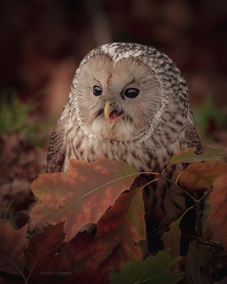 Herfst uiltje 