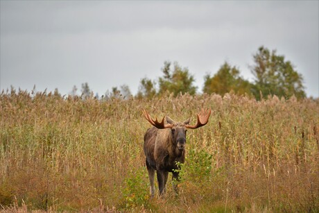 Daar stond hij dan, een prachtige Eland