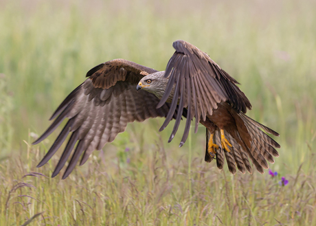 Flight of the Black Kite