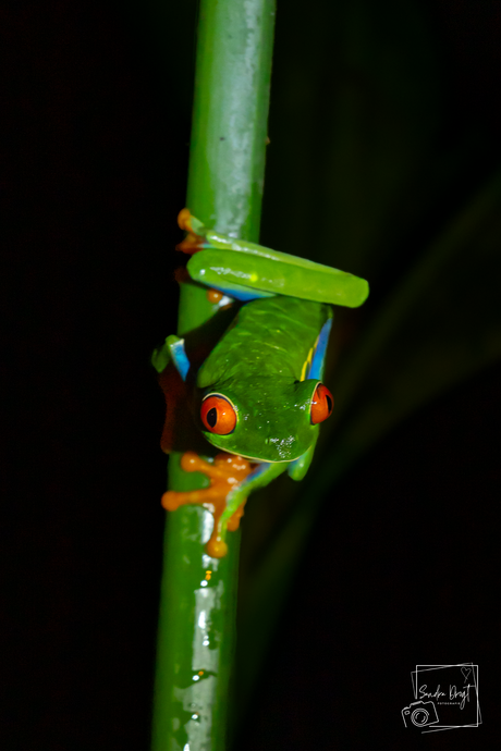 Red eye Tree frog