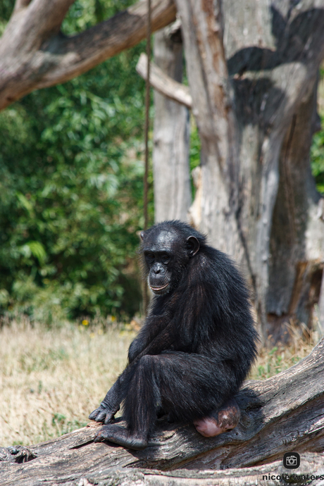 chimpanse kijkt verdrietig