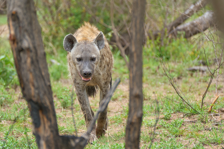 Hyena in Kruger National Park